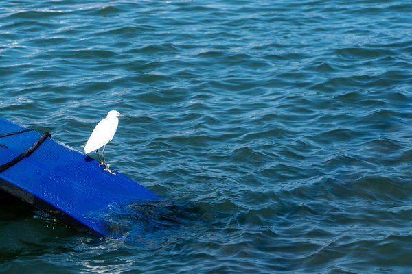 Cours de sport en ligne : guide pour rester en forme